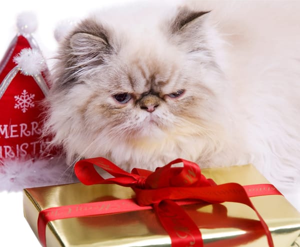 Coventry Cat Group Christmas Fayre | Coundon