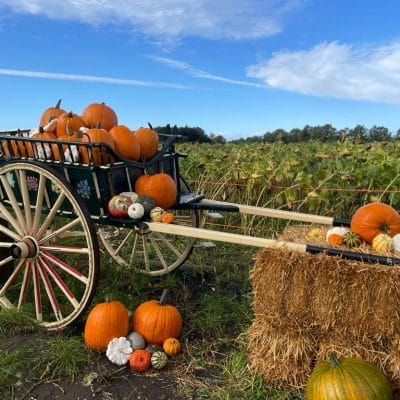 Spooky Maize Maze & Pumpkins | Lichfield - image 7