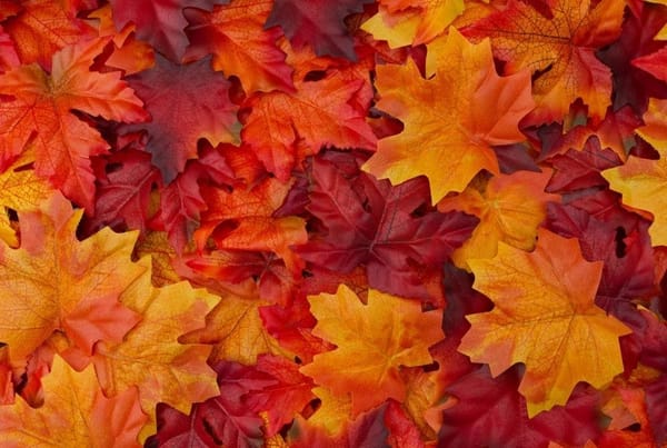 St Christopher's Autumn Fair | Allesley Park