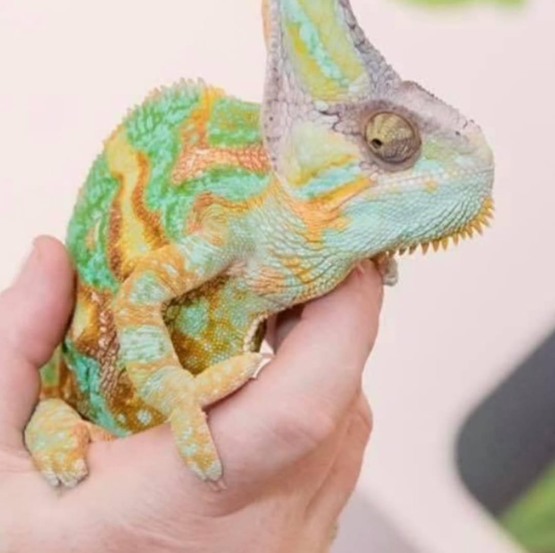 Cool Critters Interactive Reptile Show - image 1