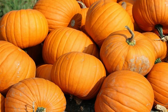 Pumpkin Picking near Coventry