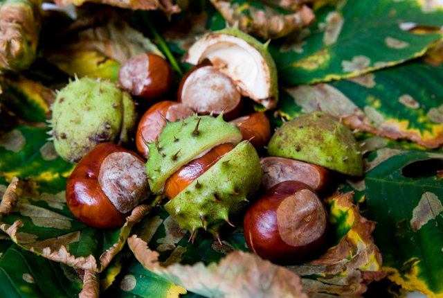 Places to find Conkers in Coventry