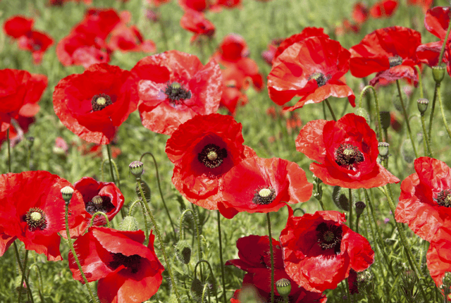 Remembrance Day Service & Poppy Drop | West Orchards