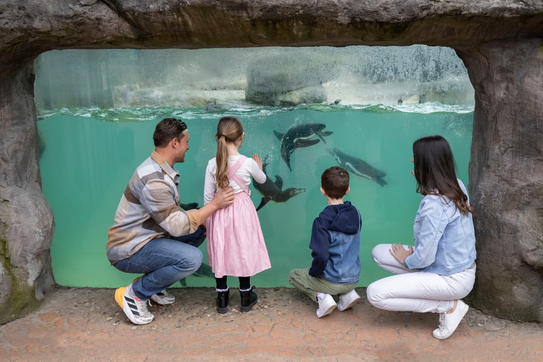 West Midlands Safari Park | Summer Savings & K-Pop Fun - image 6