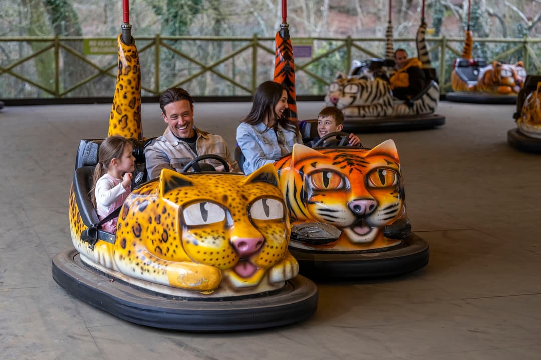 West Midlands Safari Park | Giraffe Jamboree - image 2
