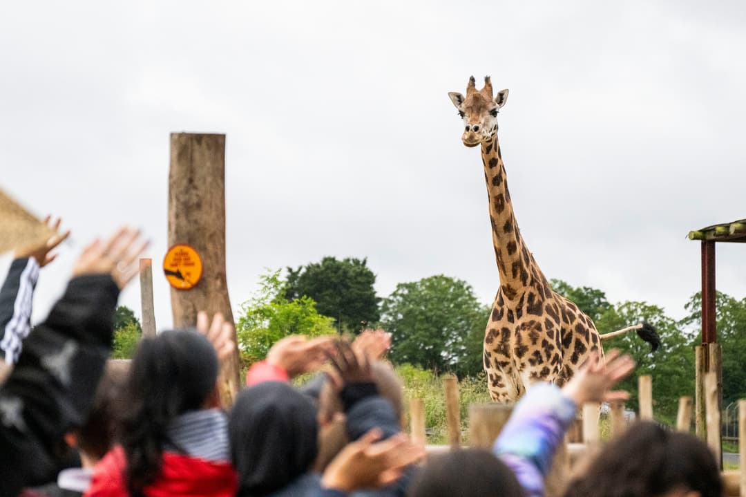West Midlands Safari Park | Giraffe Jamboree - image 4