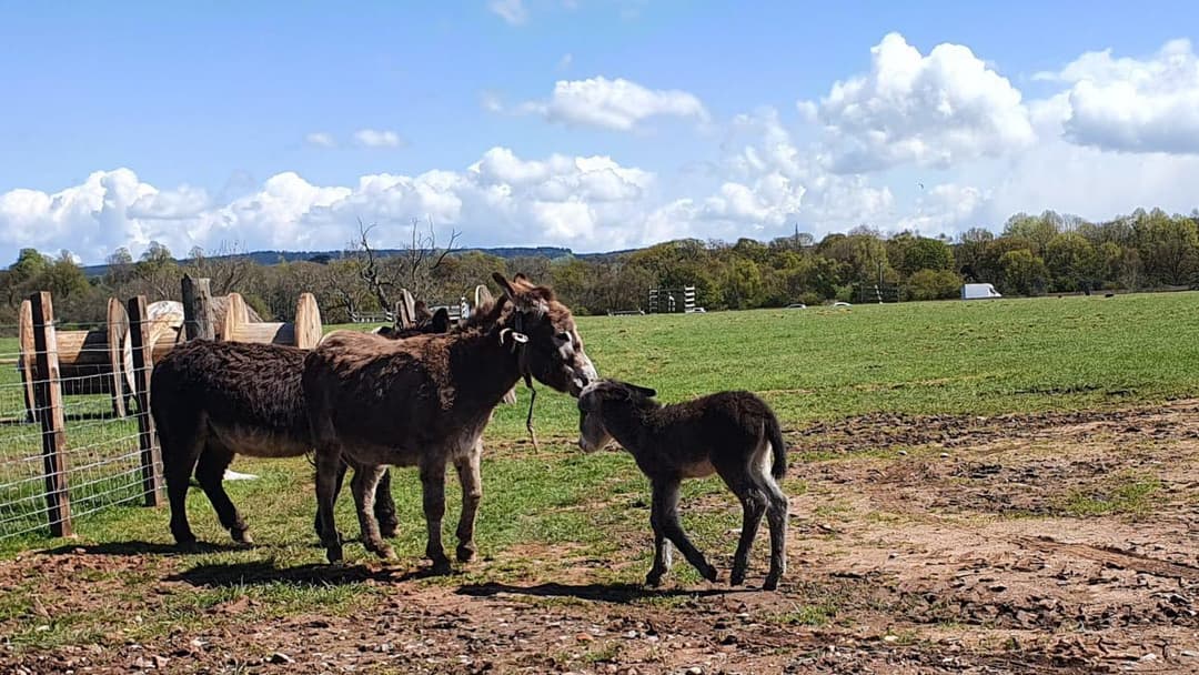 Animal Antics | Lower Drayton Farm - image 1