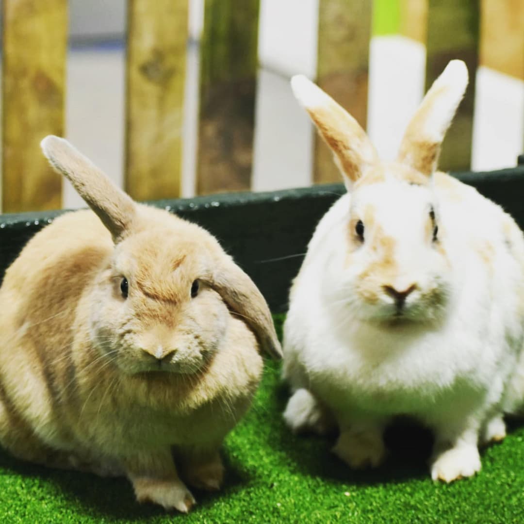 Animal Antics | Lower Drayton Farm - image 2