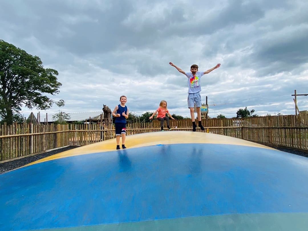 Animal Antics | Lower Drayton Farm - image 1